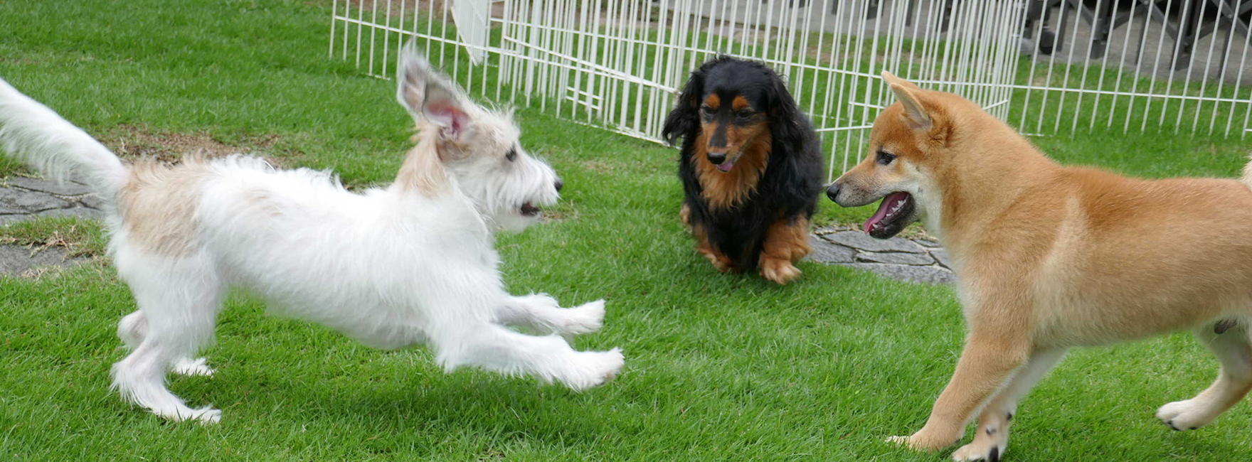 犬のしつけ教室 トイ・トイ・トイ