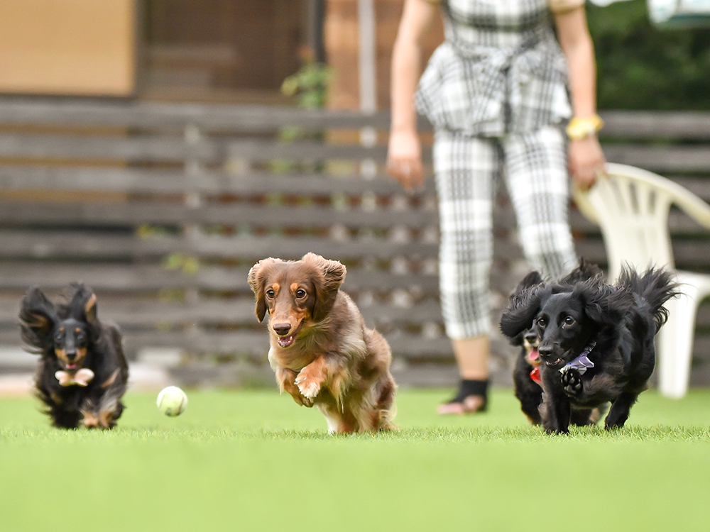 子犬コース