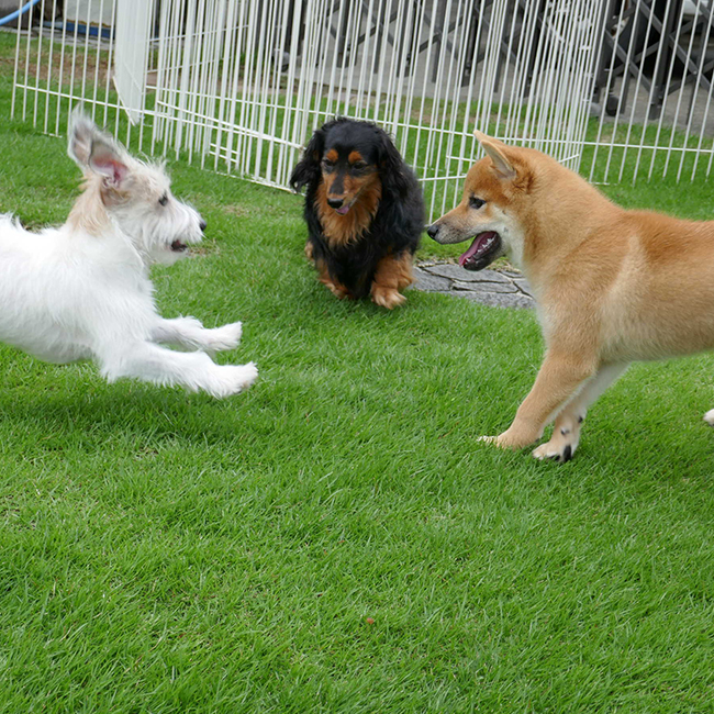 犬のしつけ教室 トイ・トイ・トイ