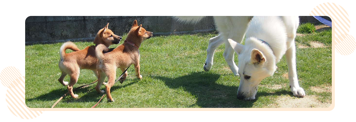 犬のしつけにお困りの方へ